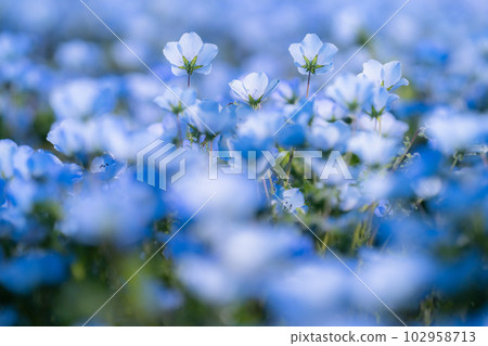 盛開的“東京” nemophila 田,舍人公園 盛開的“東京” nemophila 田,舍人公園 102958713