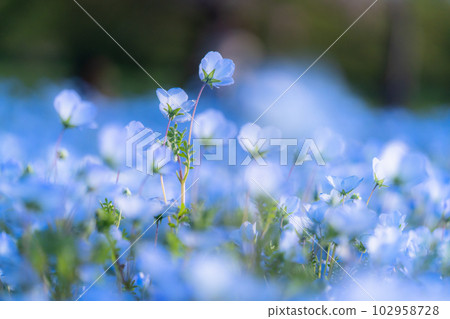 盛開的“東京” nemophila 田,舍人公園 盛開的“東京” nemophila 田,舍人公園 102958728
