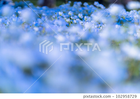 盛開的“東京” nemophila 田,舍人公園 盛開的“東京” nemophila 田,舍人公園 102958729