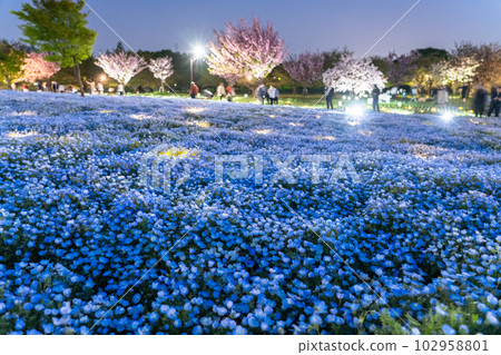 《東京》Nemophila Light Up・Spring Toneri Park 102958801
