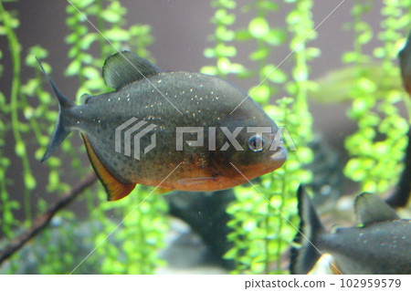 Piranha South America 102959579