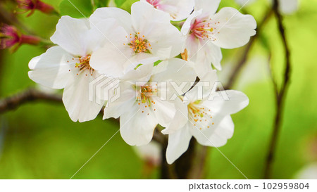 Country cherry tree 102959804