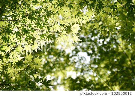 清新的綠色充滿光芒 102960011