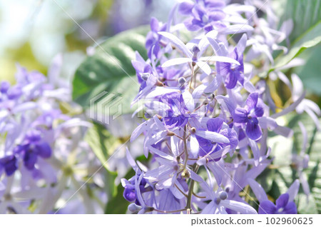 Sandpaper vine, Purple wreath or Queens wreath or purple flower Sandpaper vine, Purple wreath or Queens wreath or purple flower 102960625