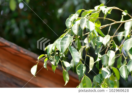 banyan tree or Ficus annulata or ficus bengalensis banyan tree or Ficus annulata or ficus bengalensis 102960628