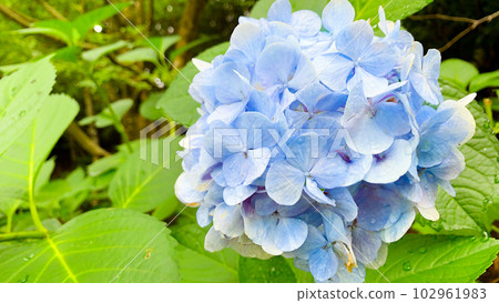 Hydrangea after a shower Hydrangea after a shower 102961983