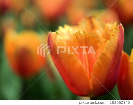 Orange tulip flower "Lambada" blooming in April Orange tulip flower "Lambada" blooming in April 102962540