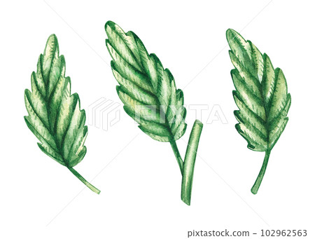 Watercolor set of mint leaves on a white background Watercolor set of mint leaves on a white background 102962563