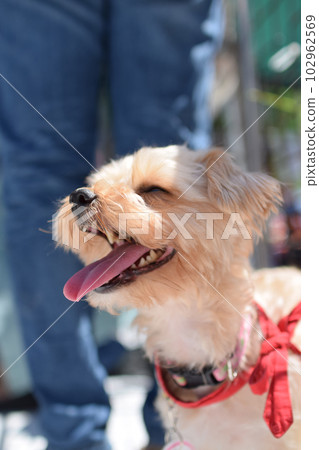 微笑的約克夏 102962569