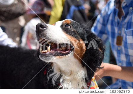 微笑的伯恩山犬 102962570