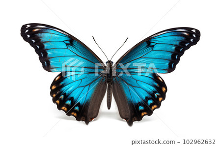 Beautiful red butterfly on white background, summer concept, fauna, Generated AI Beautiful red butterfly on white background, summer concept, fauna, Generated AI 102962632