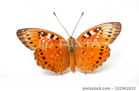 Beautiful red butterfly on white background, summer concept, fauna, Generated AI Beautiful red butterfly on white background, summer concept, fauna, Generated AI 102962635