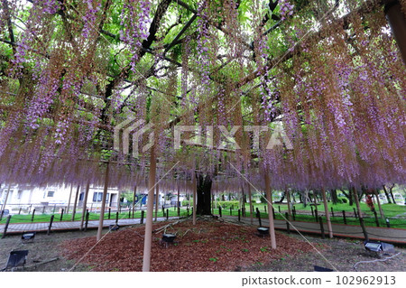 紫藤花架紫藤(愛知縣對馬市天王川公園) 紫藤花架紫藤(愛知縣對馬市天王川公園) 102962913