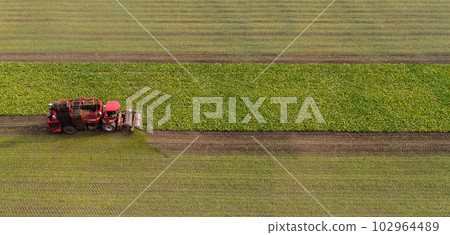 Combine harvester harvests sugar beet on the field. Aerial view. Combine harvester harvests sugar beet on the field. Aerial view. 102964489