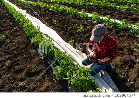A woman farmer with digital tablet on a tomato field. Smart farming and digital transformation in agriculture. 102964574