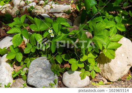 wild strawberry.Strawberries on the lawn are blooming on the background of the forest wild strawberry.Strawberries on the lawn are blooming on the background of the forest 102965514