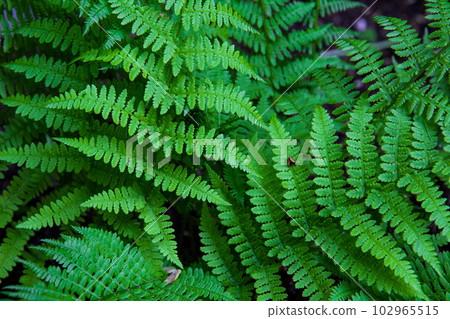 Fern leaves on a dark background in the forest. Dark forest with ferns. Fern leaves on a dark background in the forest. Dark forest with ferns. 102965515