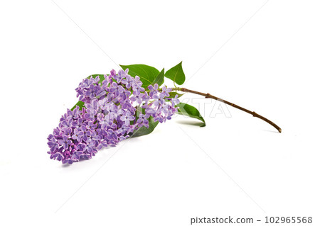 Lilac flowers closeup isolated on white background 102965568