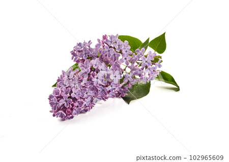 Lilac flowers closeup isolated on white background 102965609