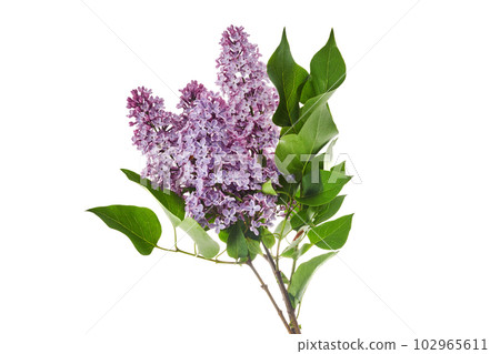 Lilac flowers closeup isolated on white background Lilac flowers closeup isolated on white background 102965611