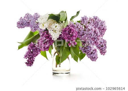 Lilac flowers closeup isolated on white background 102965614