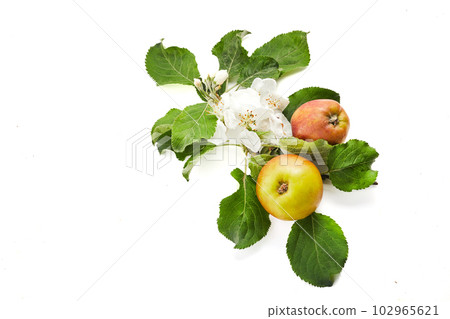 Blooming brunch with apples isolated on white background Blooming brunch with apples isolated on white background 102965621