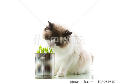 cat breed Ragdoll eats grass from a tin, on a white background 102965650