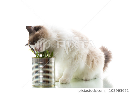 cat breed Ragdoll eats grass from a tin, on a white background 102965651