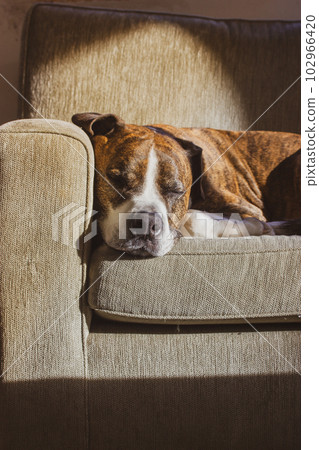 German brown boxer dog lying sleeping with comfort on couch. Big-sized clever dog breed. Sleepy canine domestic animal resting indoors. Home guard. A pet muzzle. Sweet dreams and good night concept 102966420