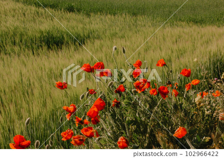 A lot of fresh red poppies blooming in a spring meadow against blue sky. Natural springtime landscape. Wild flowers blossom on a wind. Beautiful floral wallpaper. Summer flower blooming low angle view A lot of fresh red poppies blooming in a spring meadow against blue sky. Natural springtime landscape. Wild flowers blossom on a wind. Beautiful floral wallpaper. Summer flower blooming low angle view 102966422
