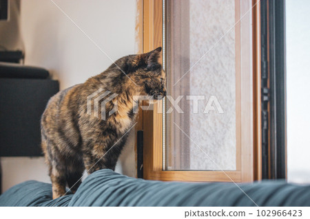 Three-color black orange tortoiseshell cat is sitting on a sofa and looking out a window at home. Feline pet indoors. Beautiful kitty look in a window on a green yellow trees. Domestic animal waiting. Three-color black orange tortoiseshell cat is sitting on a sofa and looking out a window at home. Feline pet indoors. Beautiful kitty look in a window on a green yellow trees. Domestic animal waiting. 102966423
