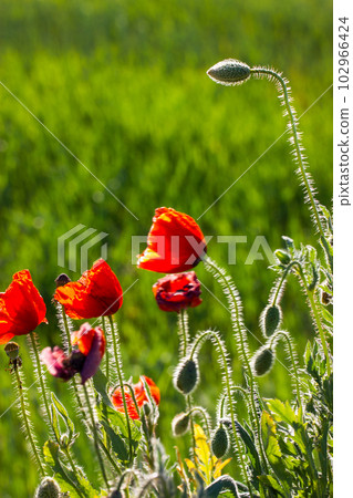 A lot of fresh red poppies blooming in a spring meadow against blue sky. Natural springtime landscape. Wild flowers blossom on a wind. Beautiful floral wallpaper. Summer flower blooming low angle view A lot of fresh red poppies blooming in a spring meadow against blue sky. Natural springtime landscape. Wild flowers blossom on a wind. Beautiful floral wallpaper. Summer flower blooming low angle view 102966424