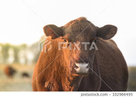 Cows fed with natural grass in pampas countryside, Patagonia, Argentina. 102966495