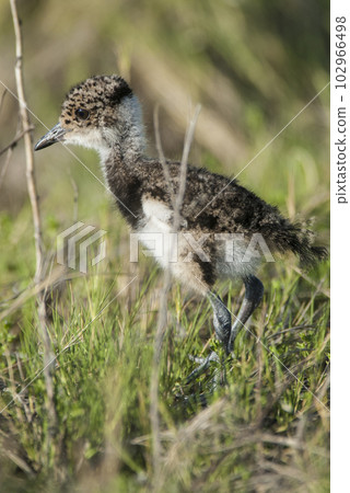 Southern Lapwing, La Pampa Argentina Southern Lapwing, La Pampa Argentina 102966498