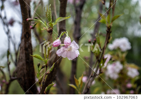 Close up pink sakura flower on tree concept photo. Photography with blurred background. 102967063