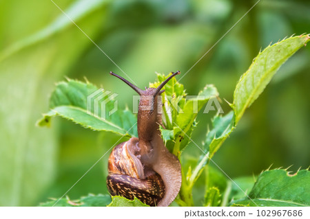 Copse snail, Arianta arbustorum, igliding on the plant in the garden. Macro, close-up. 102967686