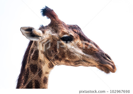 Close-up giraffe head isolated on white background Close-up giraffe head isolated on white background 102967698