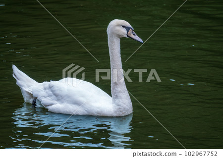A graceful white swan swimming on a lake with dark water. The white swan is reflected in the water A graceful white swan swimming on a lake with dark water. The white swan is reflected in the water 102967752