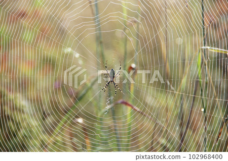 Spider sitting on web sunny rays. Insect living in summer field 102968400