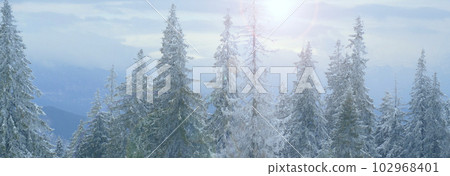 Fir trees covered with snow in Carpathians. hoarfrost on trees. Winter landscape Fir trees covered with snow in Carpathians. hoarfrost on trees. Winter landscape 102968401