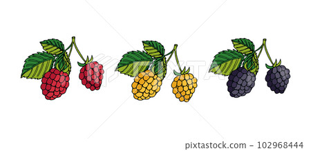 Yellow, red raspberries and blackberry Yellow, red raspberries and blackberry 102968444