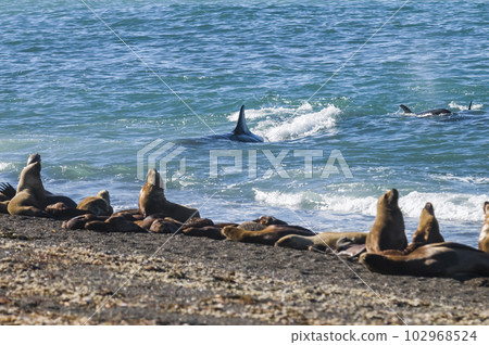 Orca breathing on the surface, Patagonia Argentina. Orca breathing on the surface, Patagonia Argentina. 102968524