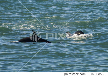 Orca breathing on the surface, Patagonia Argentina. 102968539