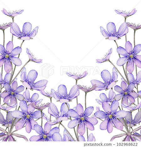 Watercolor spring flowers isolated on white background. Scilla. Coppice, hepatica - first spring flowers. Illustration of delicate lilac flowers. Primroses, the anemones. forest flowers liverwort 102968622