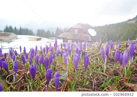 Crocuses growing near house. Flowers in snow. Glade of beautiful crocuses Crocuses growing near house. Flowers in snow. Glade of beautiful crocuses 102968932