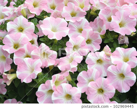 petunia flower seedlings petunia flower seedlings 102969445