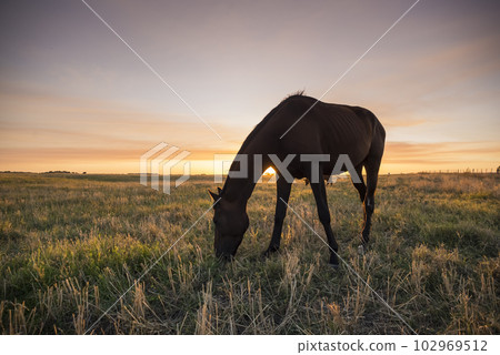 Horse silhouette at sunset, in the coutryside, La Pampa, Argentina. 102969512