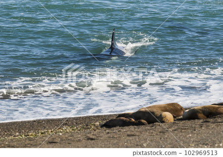 Orca breathing on the surface, Patagonia Argentina. 102969513