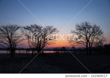 Magenta dancing in the morning glow 102969517