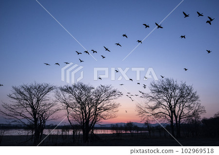 Magenta dancing in the morning glow 102969518